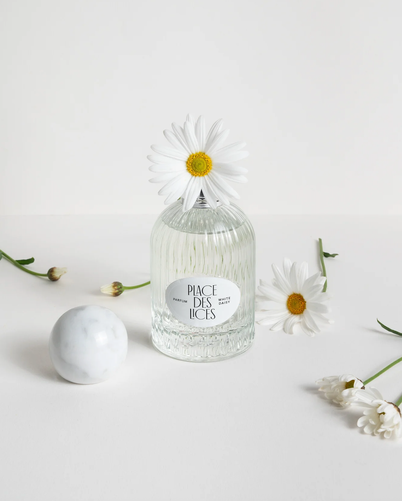 White daisy Places des lices